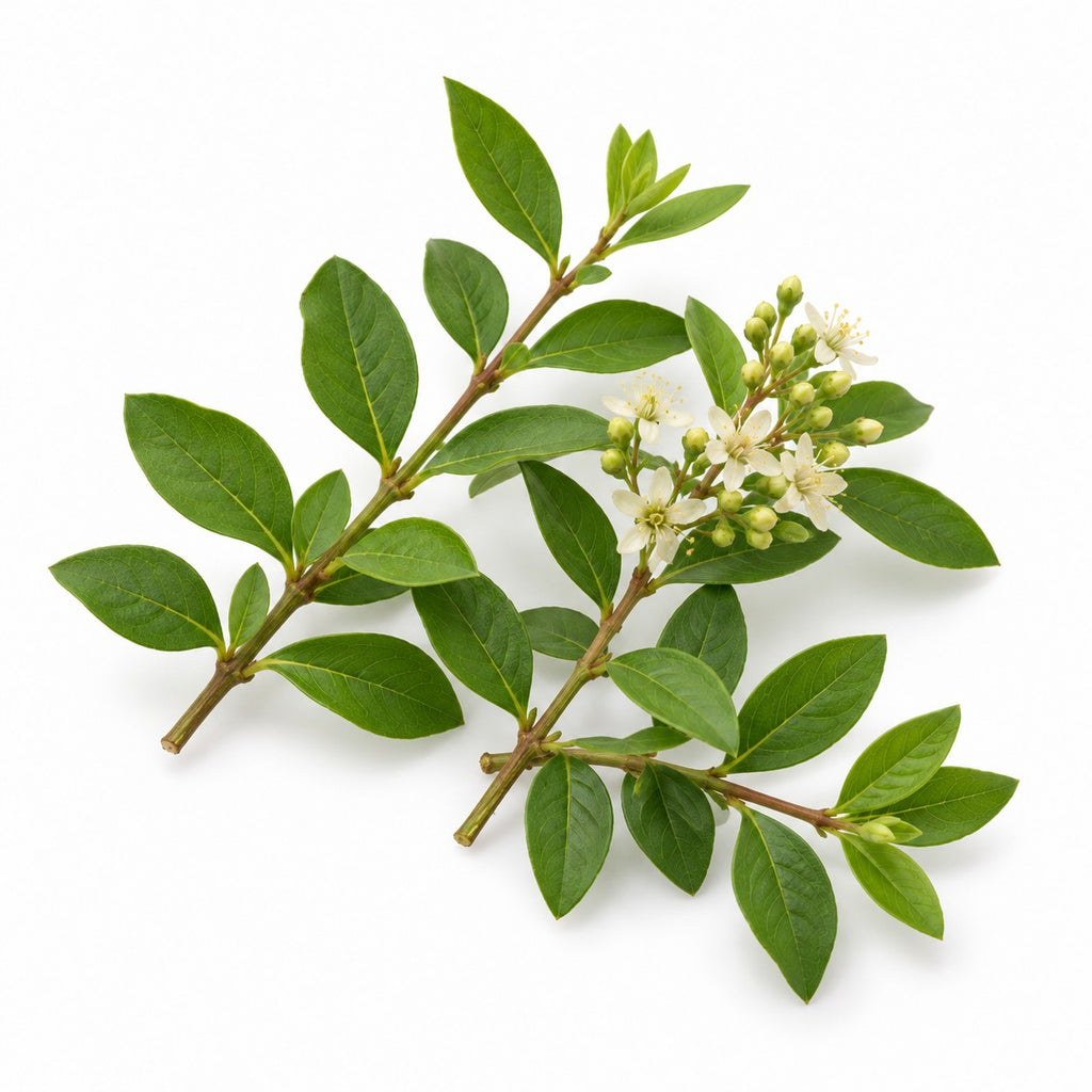 Henna (Lawsonia inermis) raw material