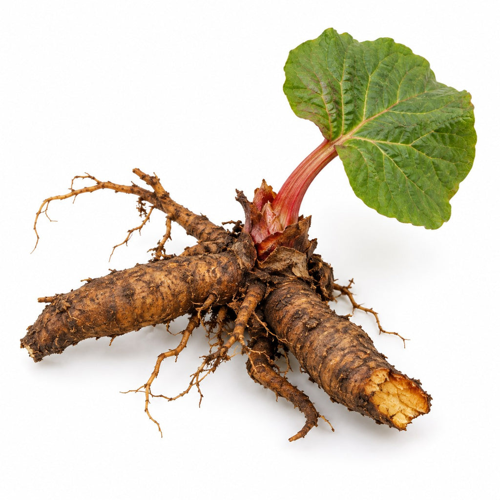 Himalayan Rhubarb Roots (Rheum emodi) raw material