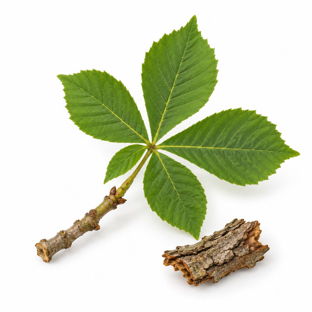 Horse Chestnut Bark (Aesculus hippocastanum) raw material