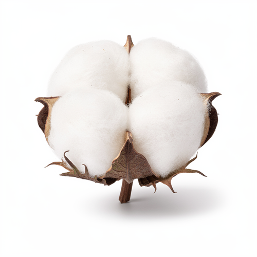 Organic Cotton