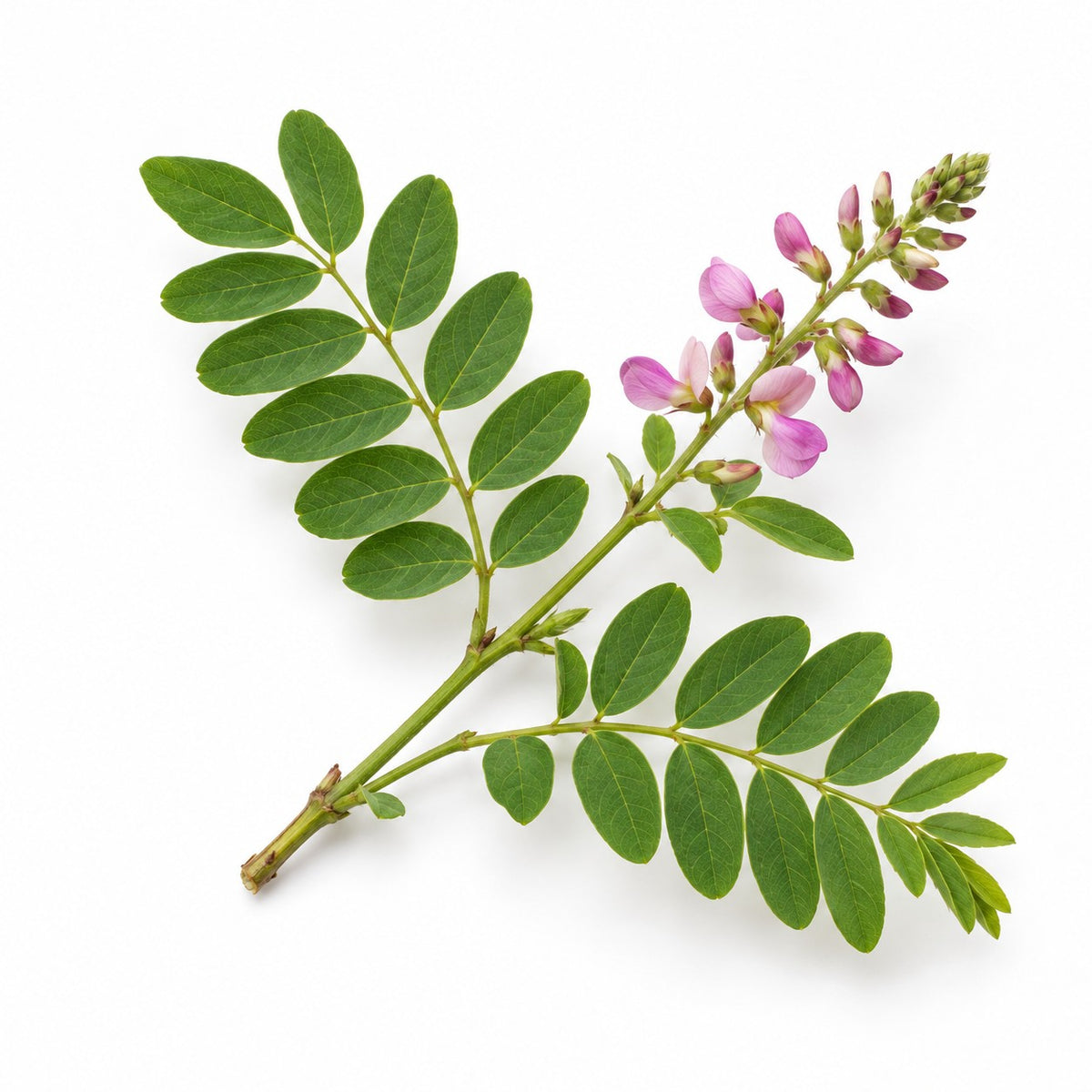 Indigo (Indigofera tinctoria) raw material