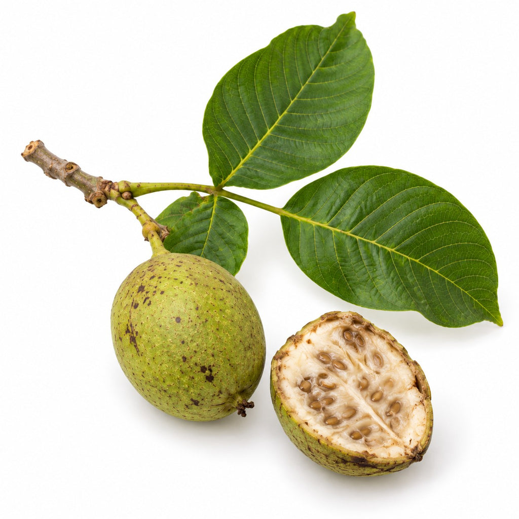 Jagua (Genipa americana) raw material