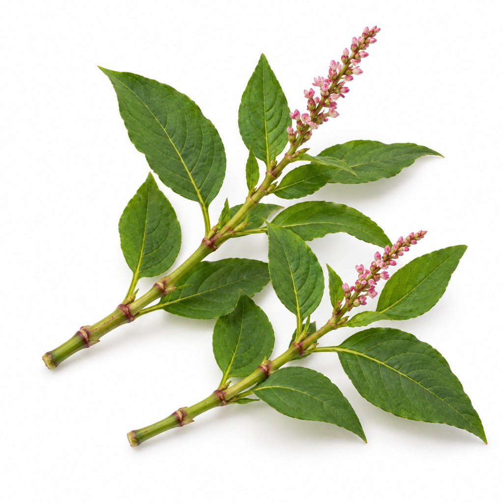 Japanese Indigo (Persicaria tinctoria) raw material