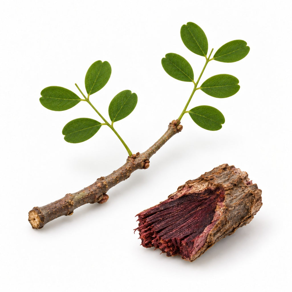 Logwood (Haematoxylum campechianum) raw material