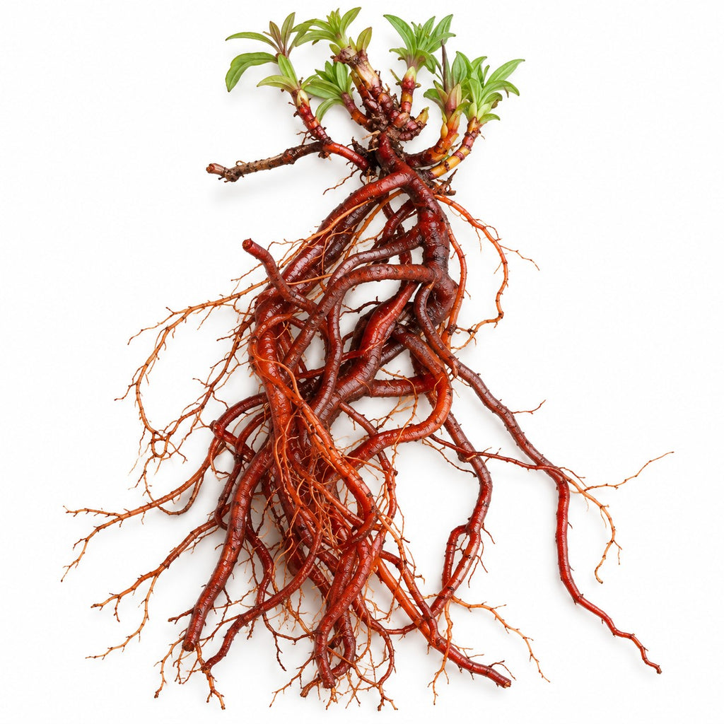 Madder Roots (Rubia tinctorum) raw material