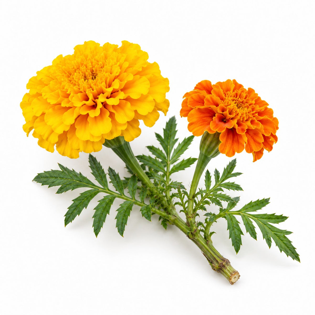 Marigold (Tagetes erecta) raw material