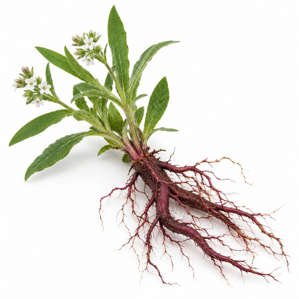 Murasaki Roots (Lithospermum erythrorhizon) raw material