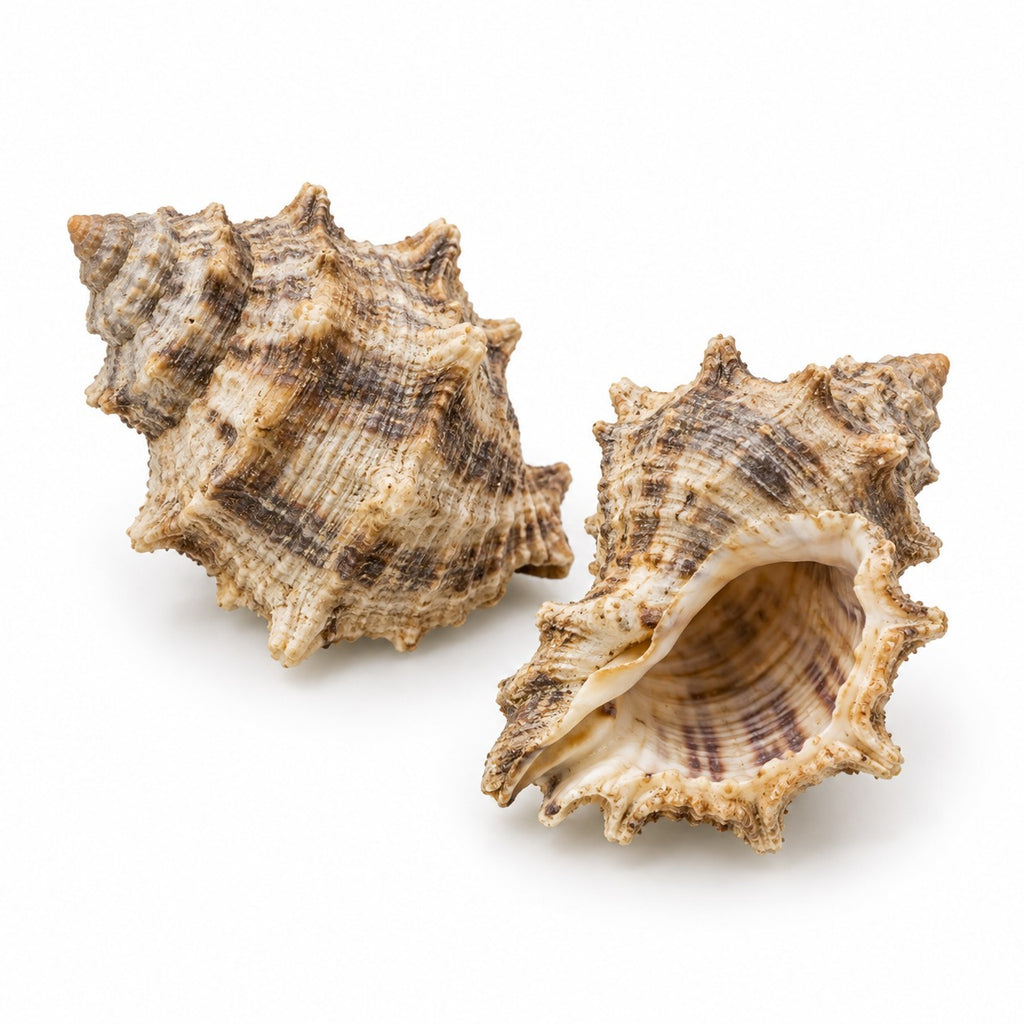 Murex (Hexaplex trunculus) raw material