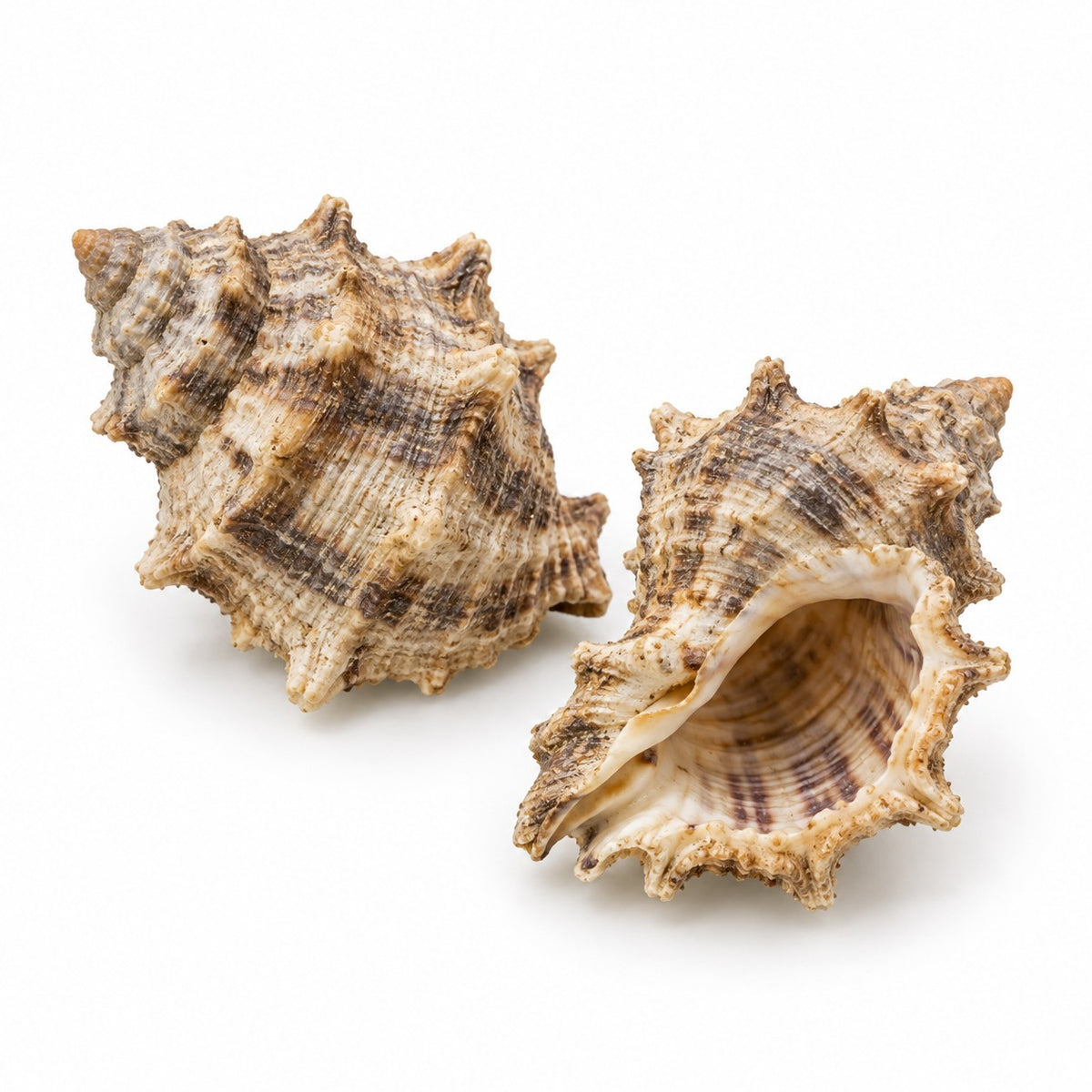 Murex (Hexaplex trunculus) raw material