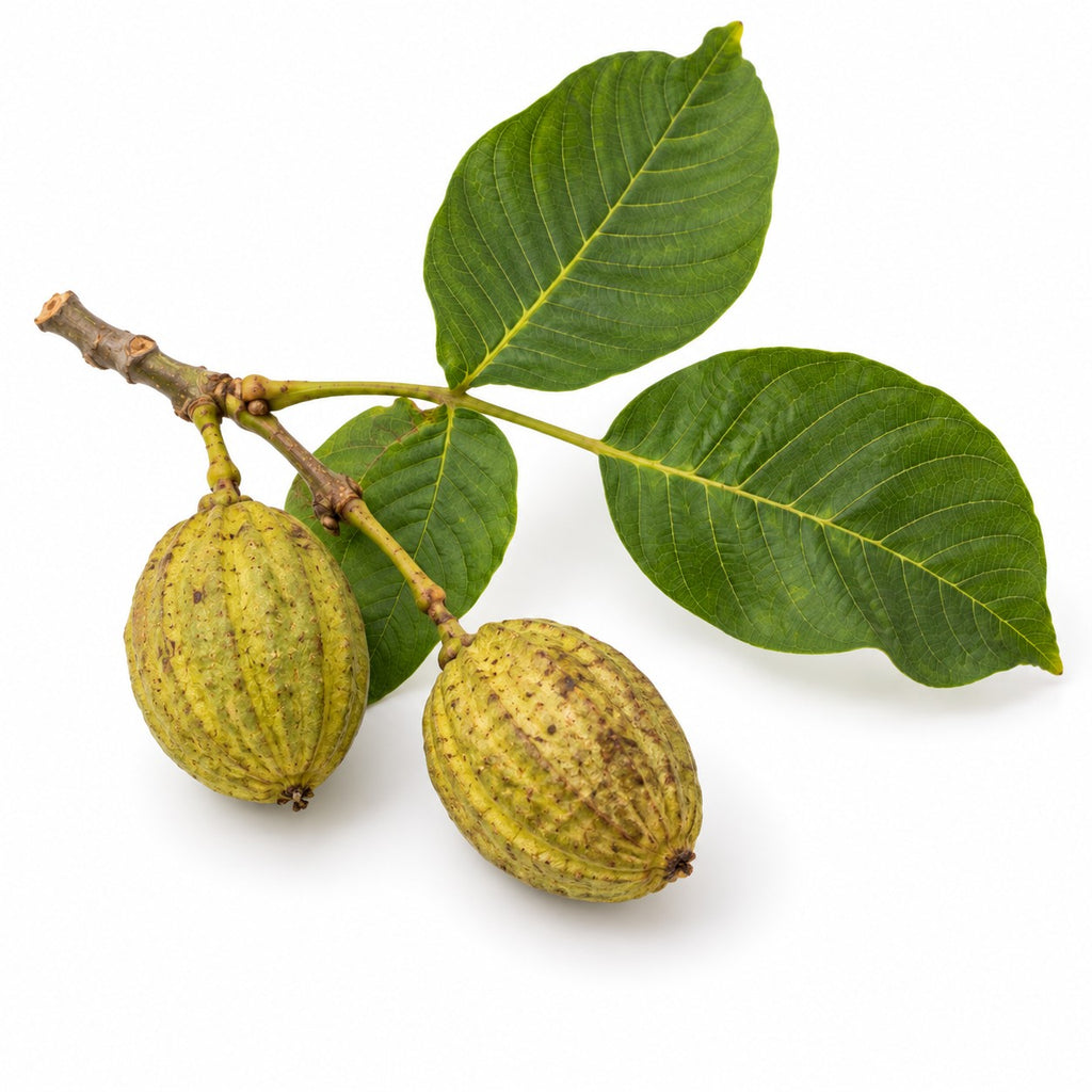 Myrobalan (Terminalia chebula) raw material