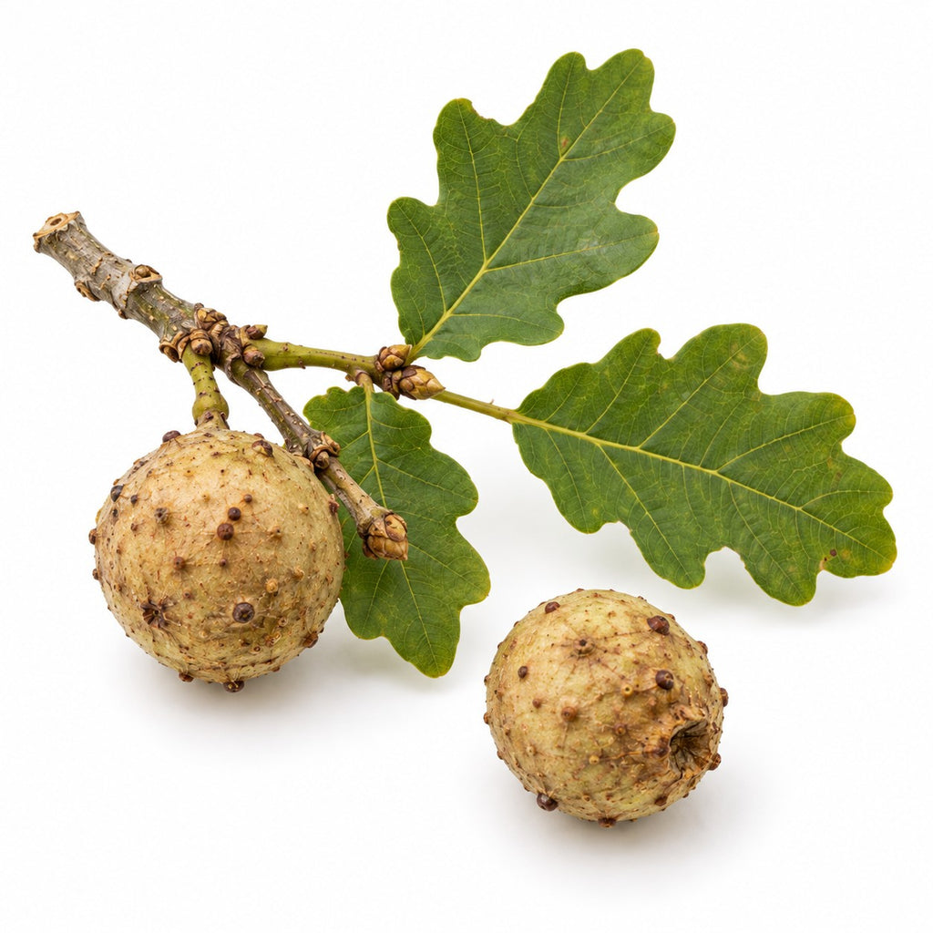 Oak Gallnuts (Quercus infectoria) raw material