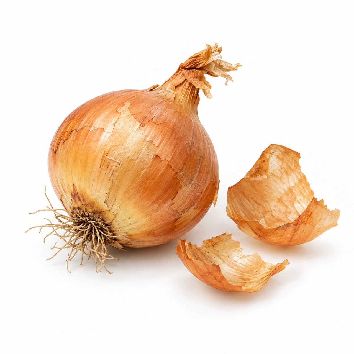 Onion Skins (Allium cepa) raw material