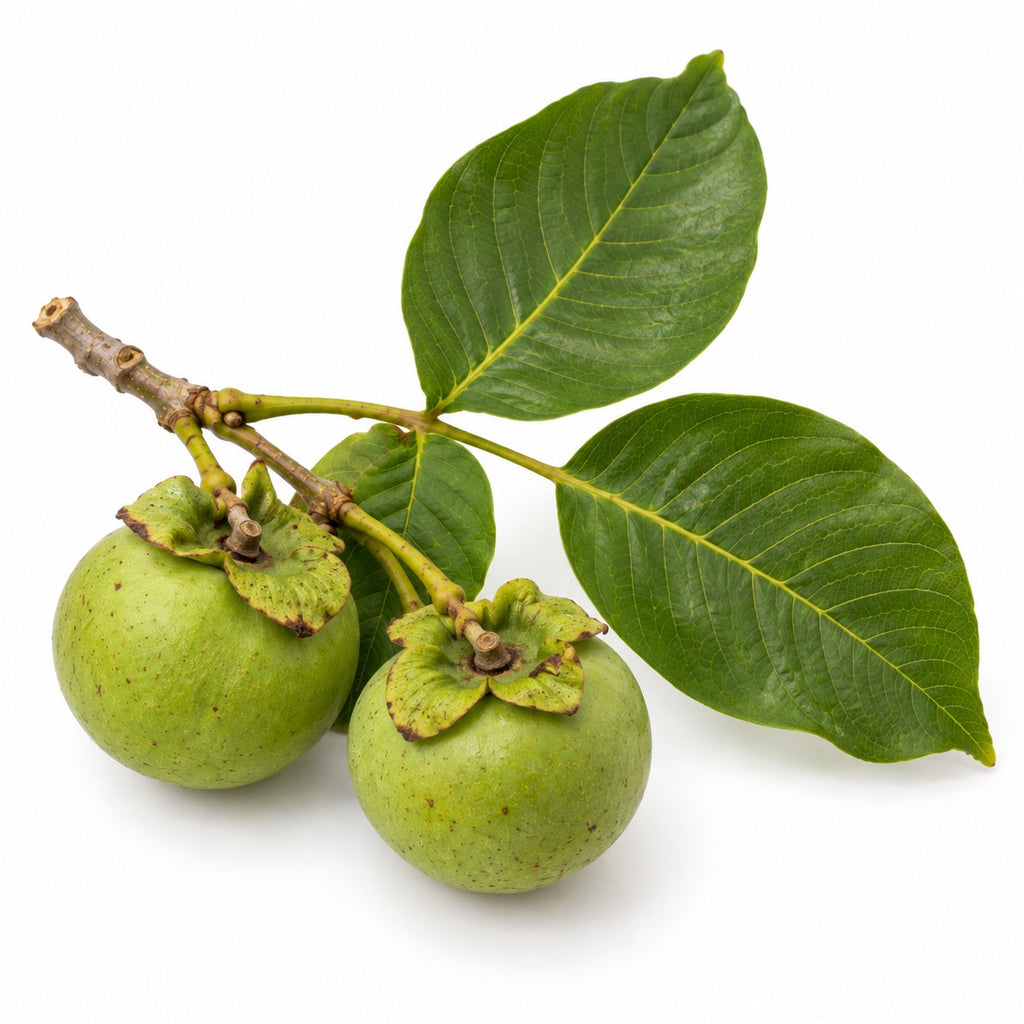 Persimmon (Diospyros kaki) raw material