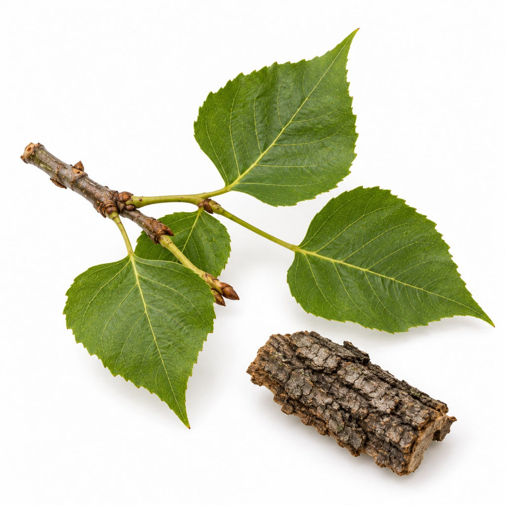 Poplar Bark (Populus nigra) raw material
