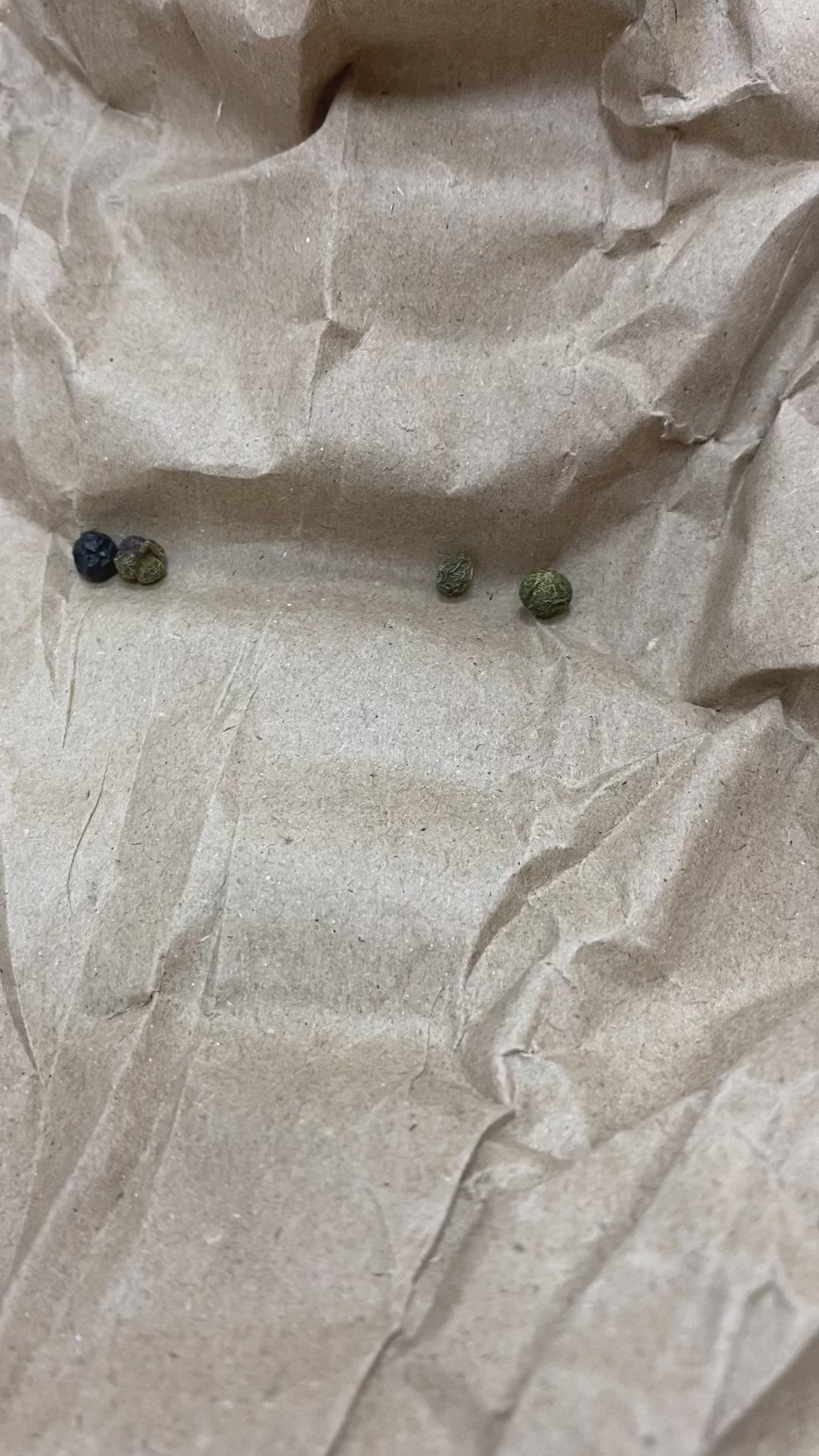 Buckthorn Berries (Rhamnus Maturi) organic