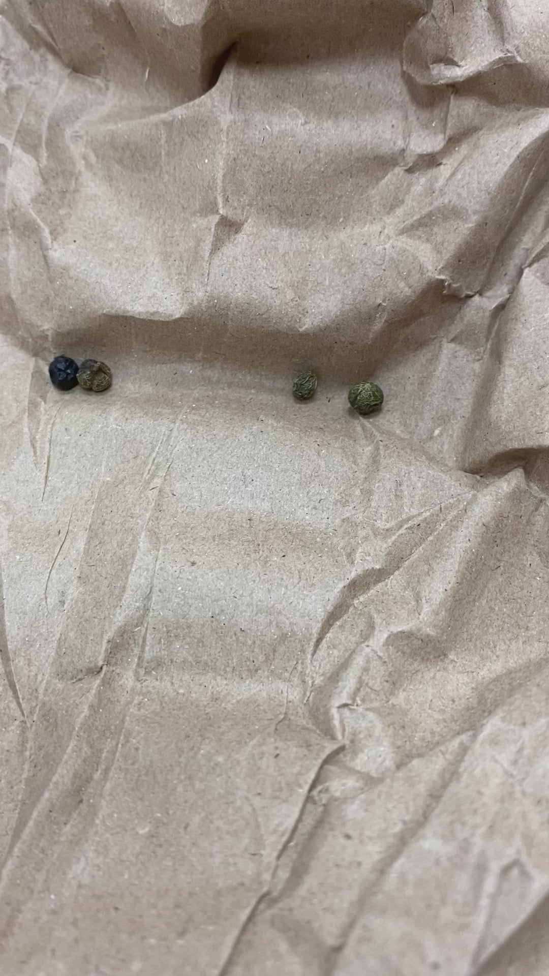 Buckthorn Berries (Rhamnus Maturi) organic