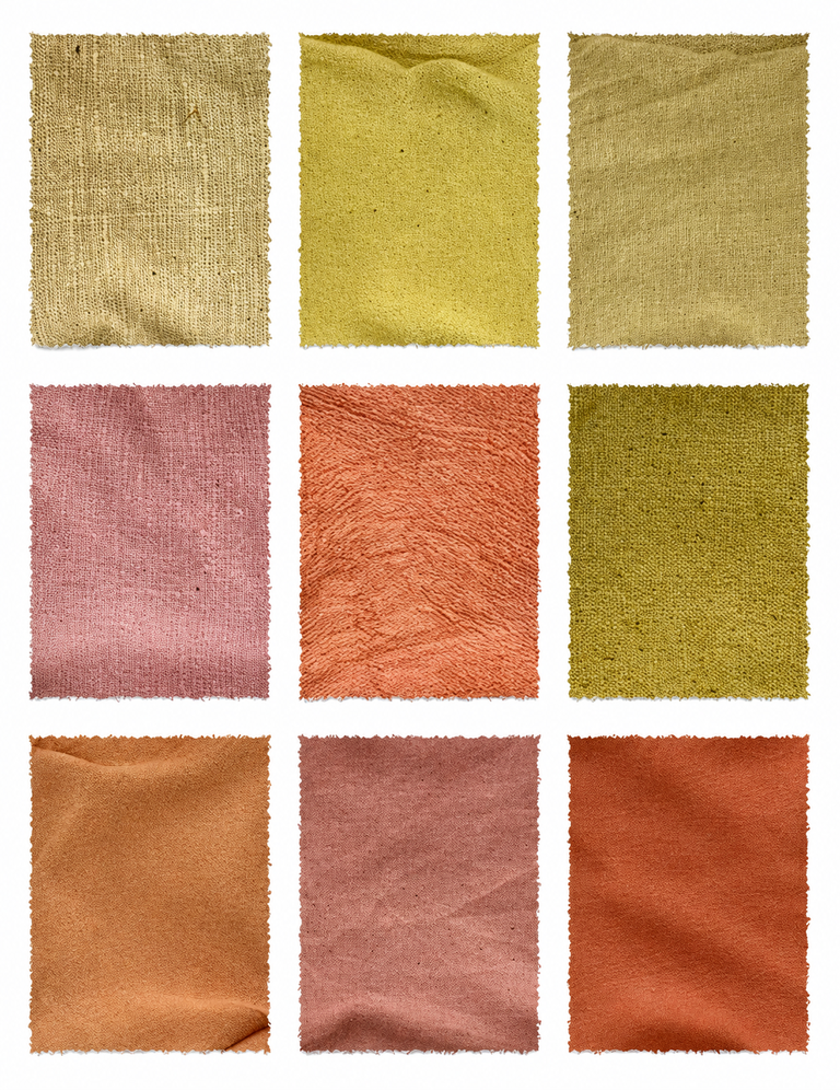 Rhubarb Extract Himalayan (Rheum emodi) fabric samples