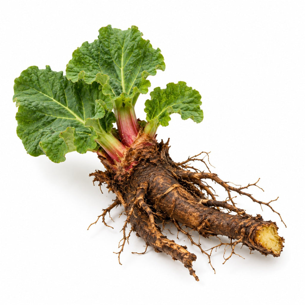 Rhubarb Roots (Rheum spp) raw material