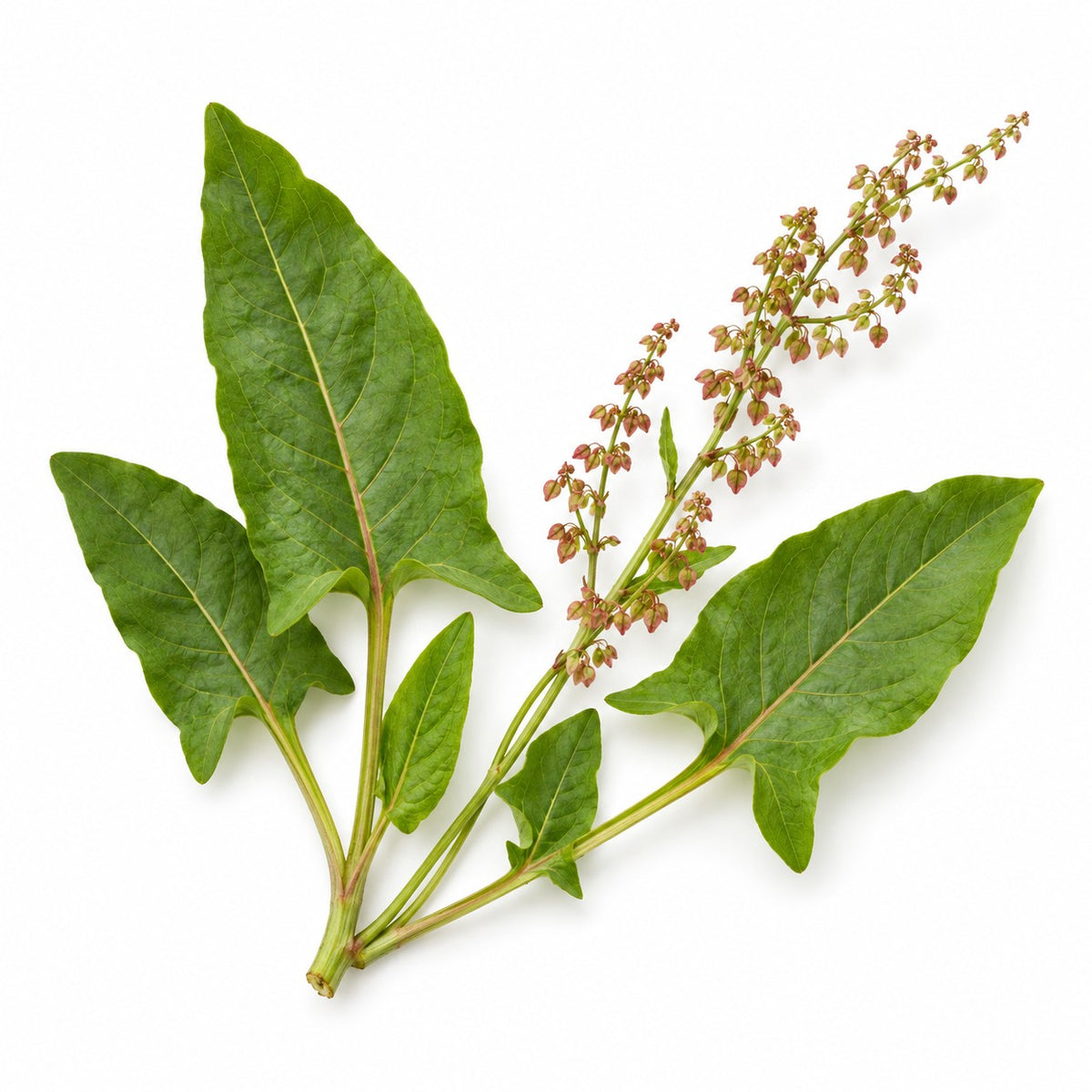 Sorrel (Rumex acetosa) raw material