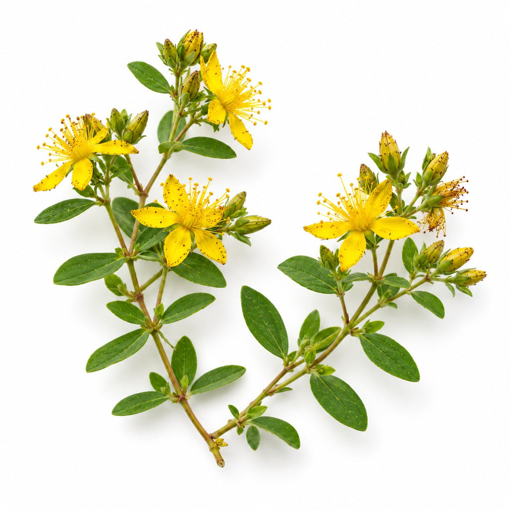 St Johns Wort (Hypericum perforatum) raw material