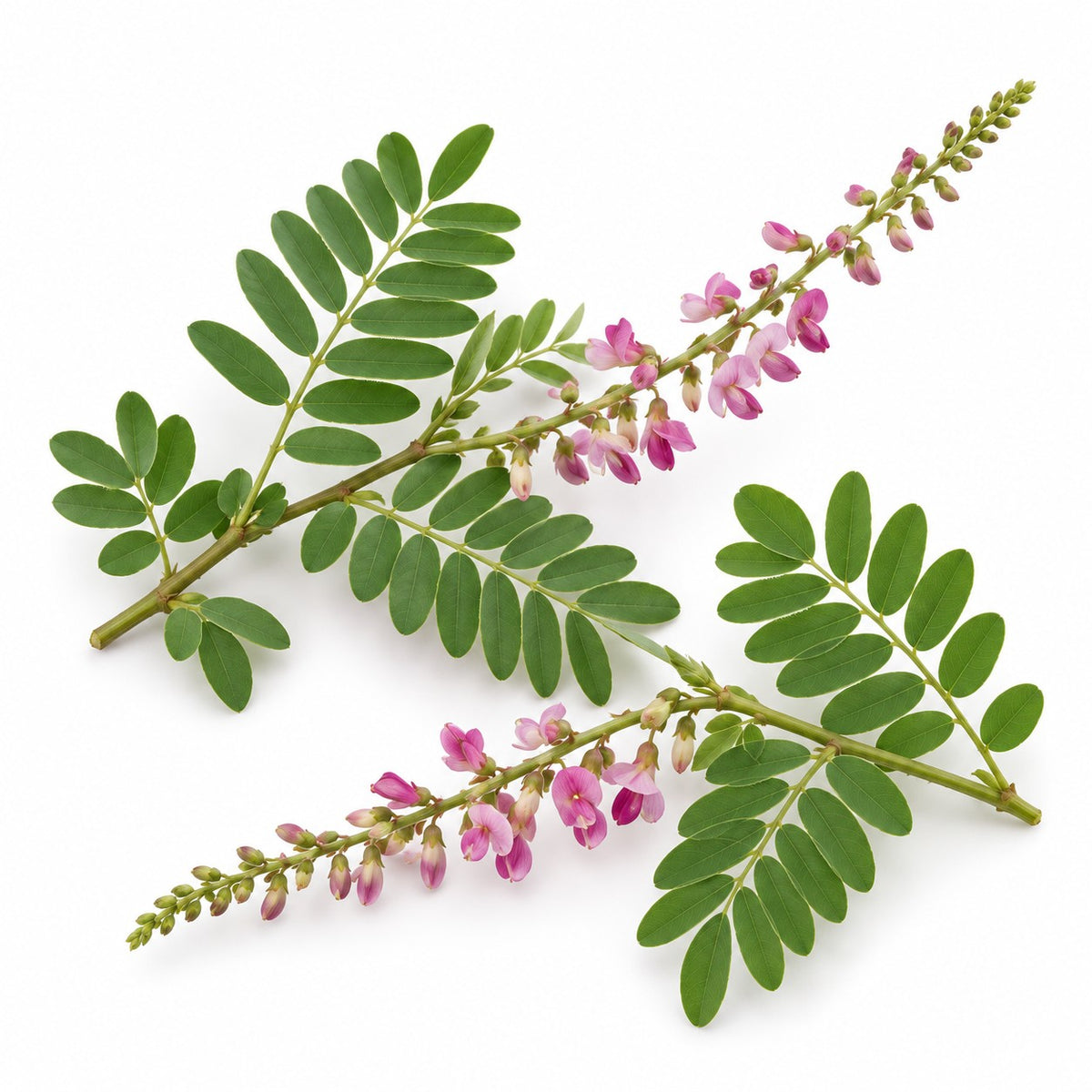Sumatran Indigo (Indigofera longeracemosa) raw material