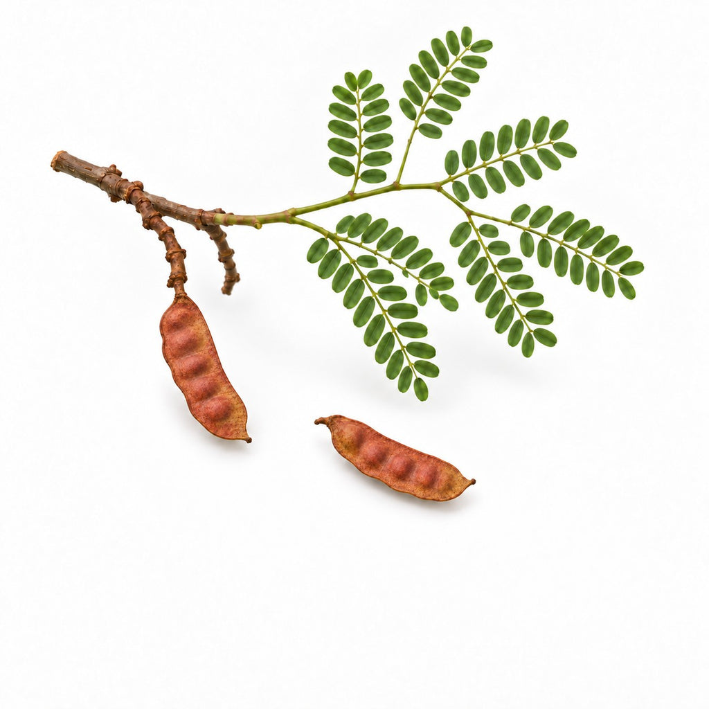 Tara Pods (Caesalpinia spinosa) raw material
