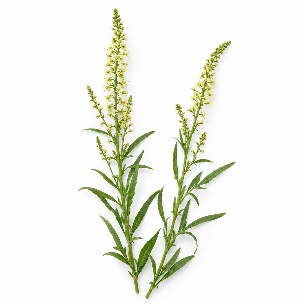 Weld (Reseda luteola) raw material