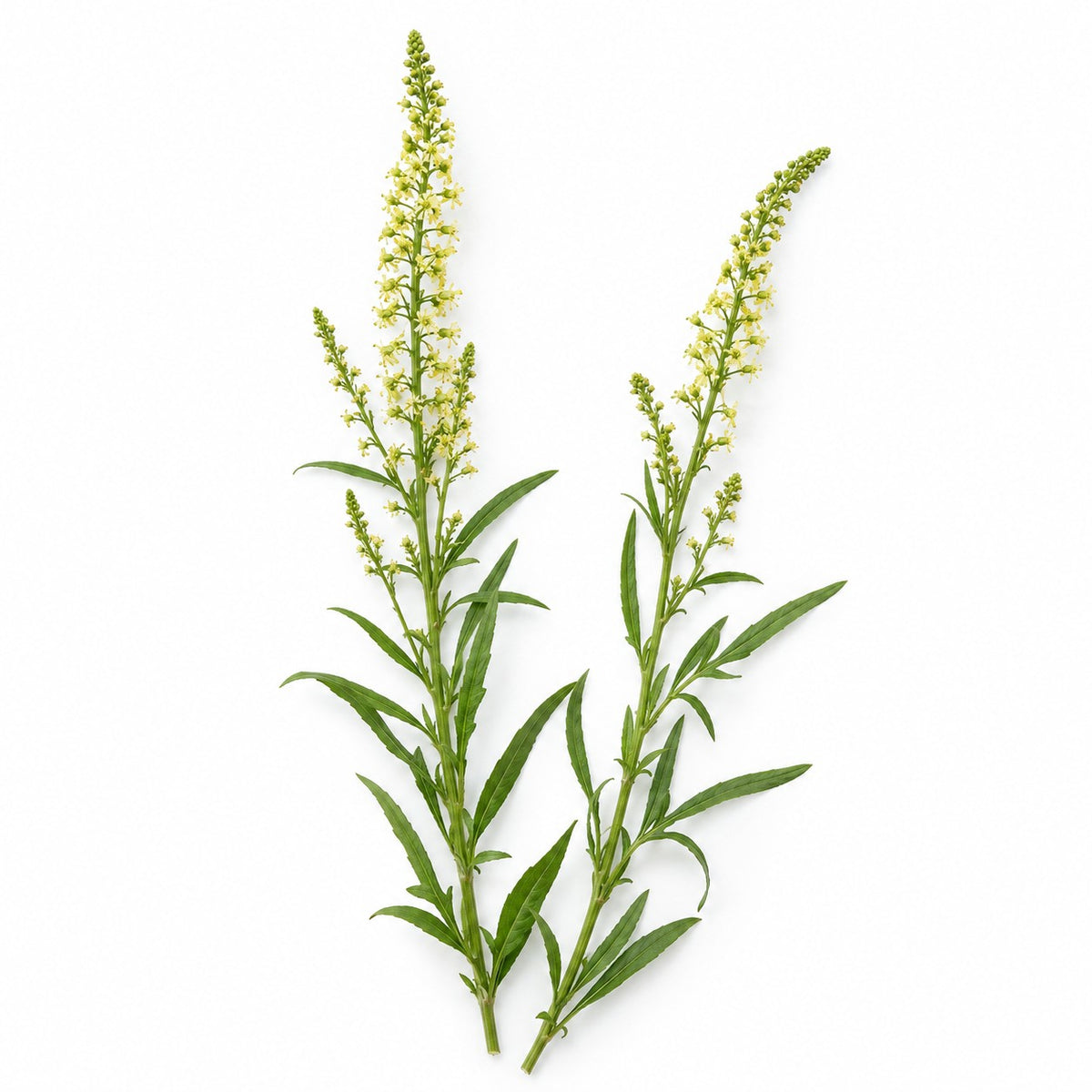 Weld (Reseda luteola) raw material