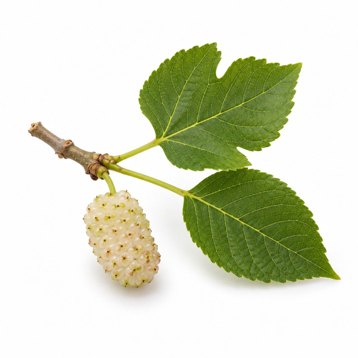 White Mulberry (Morus alba) raw material