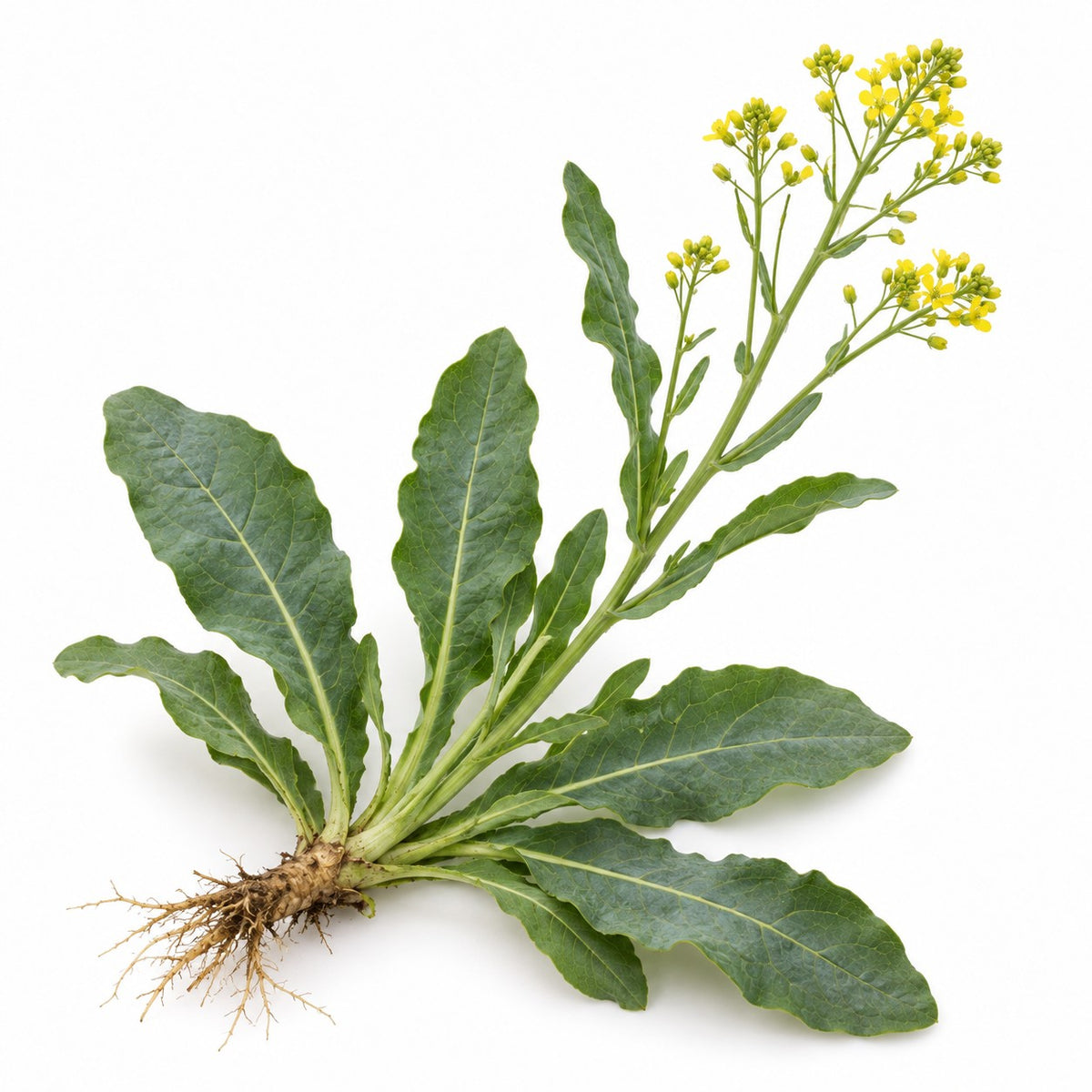 Woad (Isatis tinctoria) raw material